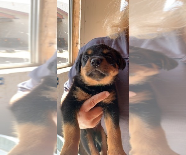 Medium Photo #15 Rottweiler Puppy For Sale in OAK GLEN, CA, USA