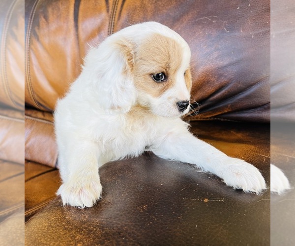 Medium Photo #8 Cavapoo Puppy For Sale in FRESNO, OH, USA