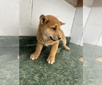 Small Photo #2 Shiba Inu Puppy For Sale in HARRISBURG, MO, USA