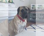 Small Photo #2 Mastiff Puppy For Sale in CHESAPEAKE, VA, USA