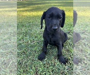 Labrador Retriever Puppy for Sale in AMHERST, Virginia USA