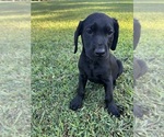 Image preview for Ad Listing. Nickname: Tess