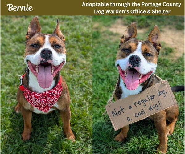 Medium Photo #2 Mutt Puppy For Sale in Rootstown, OH, USA