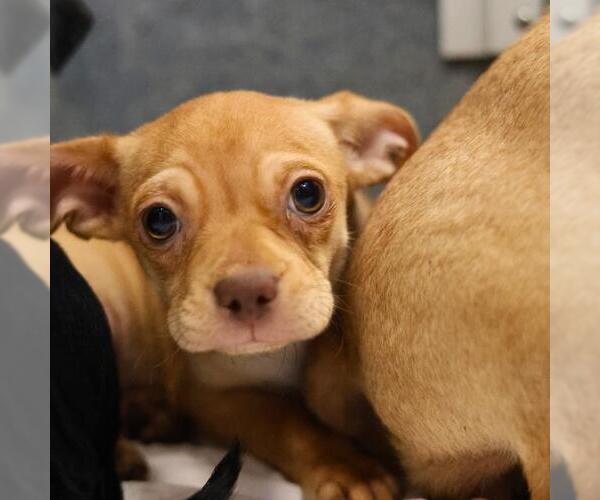 Medium Photo #1 Pug-Unknown Mix Puppy For Sale in San Antonio, TX, USA