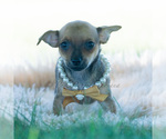 Small Photo #12 Chihuahua Puppy For Sale in WARSAW, IN, USA