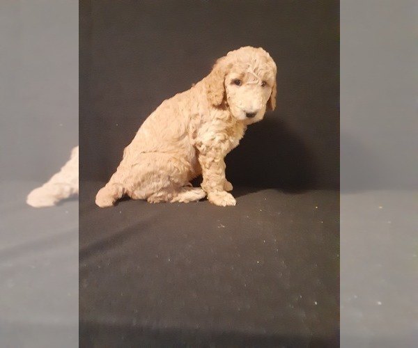Medium Photo #2 Poodle (Standard) Puppy For Sale in WAUSAUKEE, WI, USA