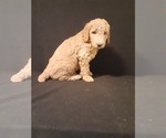 Small Photo #2 Poodle (Standard) Puppy For Sale in WAUSAUKEE, WI, USA