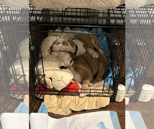 Medium Photo #9 Mutt Puppy For Sale in Rockaway, NJ, USA