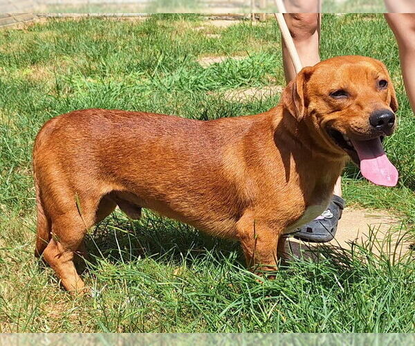 Medium Photo #2 Dachshund-Unknown Mix Puppy For Sale in Wetumpka, AL, USA