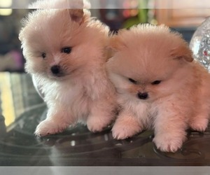 Pomeranian Puppy for sale in WHITTIER, CA, USA