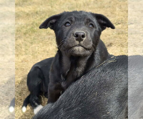 Medium Photo #3 American Pit Bull Terrier-Unknown Mix Puppy For Sale in Chinook, MT, USA