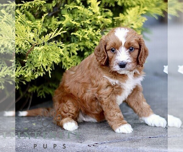 Medium Photo #5 Goldendoodle (Miniature) Puppy For Sale in LANCASTER, PA, USA