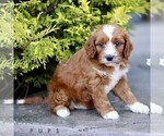 Small #4 Goldendoodle (Miniature)