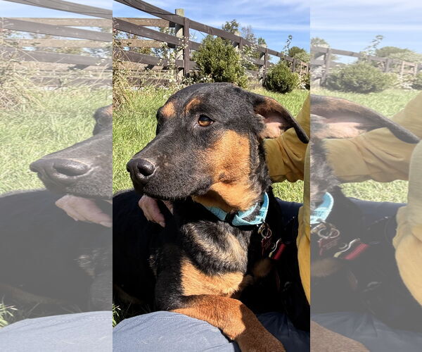 Medium Photo #2 Mutt Puppy For Sale in Sykesville, MD, USA