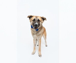 Biscuit (Chip) - Male Anatolian Shepherd-Unknown Mix Dog for Adoption - Photo #5