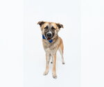 Small #4 Anatolian Shepherd Mix