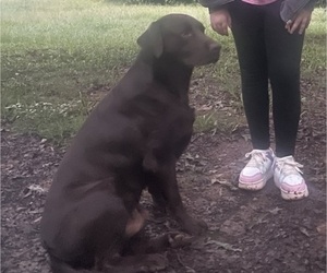 Father of the Lab-Pointer puppies born on 06/15/2026