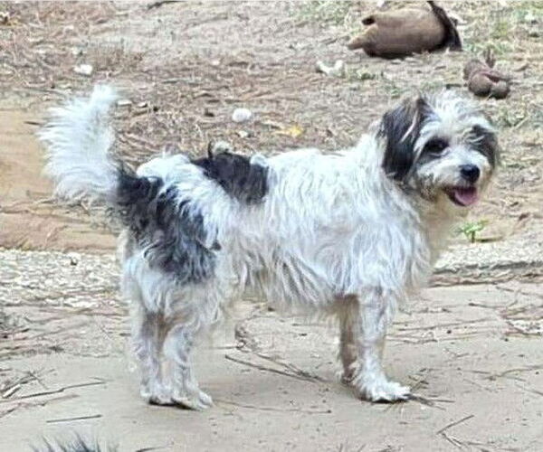 Medium Photo #1 Shih Tzu-Unknown Mix Puppy For Sale in Boonton, NJ, USA
