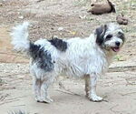 Small Shih Tzu Mix