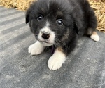 Small #6 Australian Shepherd