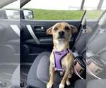 Small #1 Chihuahua Mix
