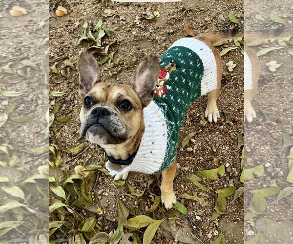 Medium Photo #4 Faux Frenchbo Bulldog Puppy For Sale in Euless, TX, USA