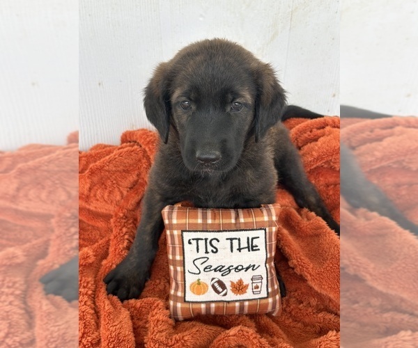 Medium Photo #2 Goldendoodle-Pyrenean Shepherd Mix Puppy For Sale in SAPULPA, OK, USA