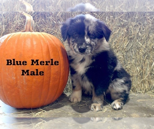 Medium Photo #2 Australian Shepherd Puppy For Sale in CLARKSVILLE, TX, USA