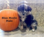 Small #1 Australian Shepherd
