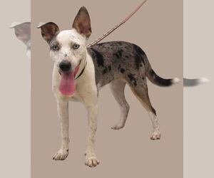 Australian Shepherd-Unknown Mix Dogs for adoption in Conroe, TX, USA