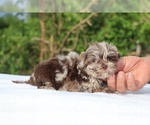Small #10 ShihPoo