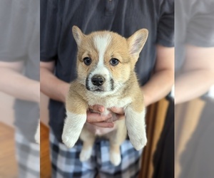 Medium Pembroke Welsh Corgi