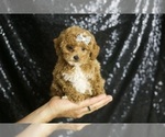 Puppy Philly AKC Poodle (Toy)
