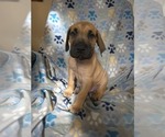 Small Great Dane
