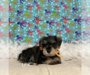 Schnauzer (Miniature) Puppy for sale in WINNSBORO, LA, USA
