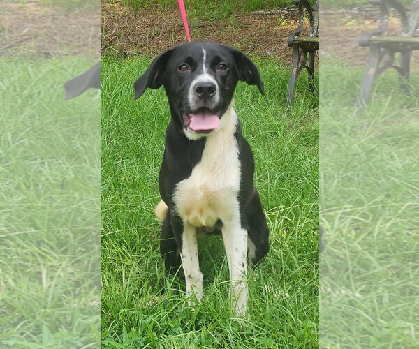 Medium Photo #3 Labrador Retriever-Unknown Mix Puppy For Sale in Wetumpka, AL, USA