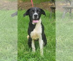 Small #2 Labrador Retriever Mix