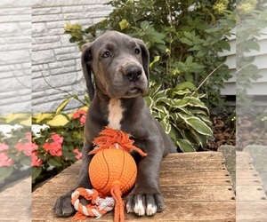 Great Dane Puppy for sale in MIDDLEBURY, IN, USA