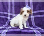 Small #4 Cavapoo (Miniature)