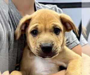 Labrador Retriever-Unknown Mix Dogs for adoption in Jefferson, NJ, USA