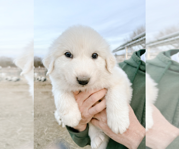 Medium Photo #5 Great Pyrenees Puppy For Sale in MORRIS, OK, USA