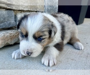 Australian Shepherd Puppy for sale in LODA, IL, USA
