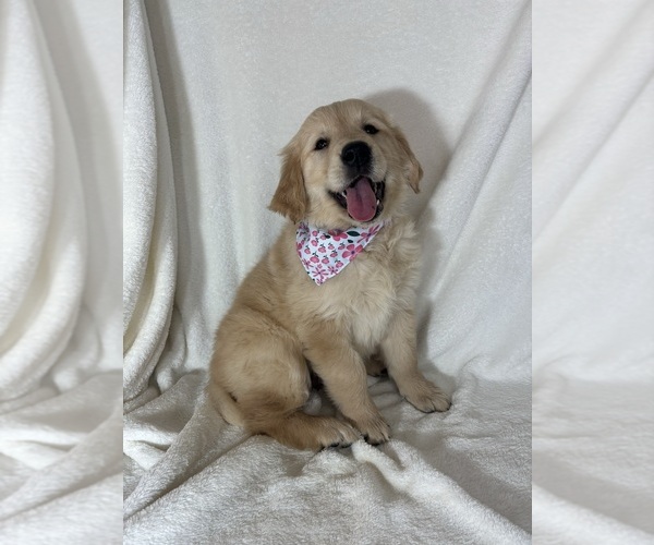 Medium Photo #1 English Cream Golden Retriever Puppy For Sale in GREENFIELD, IN, USA
