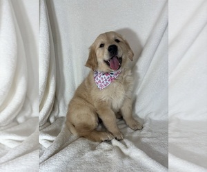 English Cream Golden Retriever Puppy for sale in GREENFIELD, IN, USA