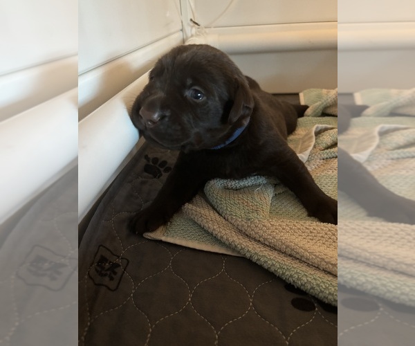 Medium Photo #6 Labrador Retriever Puppy For Sale in LEMON GROVE, CA, USA