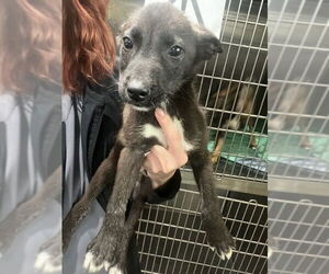 Mutt Dogs for adoption in Woodbury, NY, USA