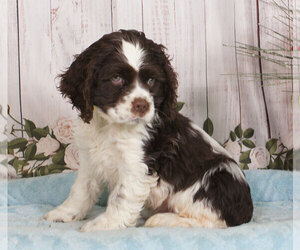 Cocker Spaniel Puppy for sale in PENNS CREEK, PA, USA
