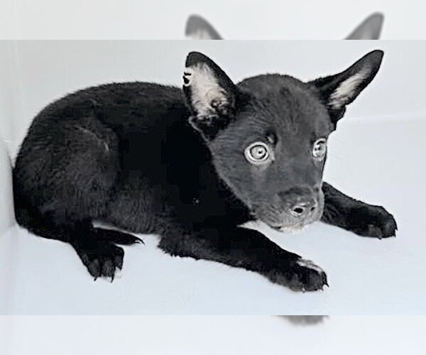 Medium Photo #1 German Shepherd Dog-Unknown Mix Puppy For Sale in Houston, TX, USA