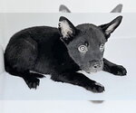 Small German Shepherd Dog Mix