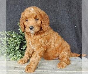 Goldendoodle (Miniature) Puppy for sale in MILLERSBURG, OH, USA